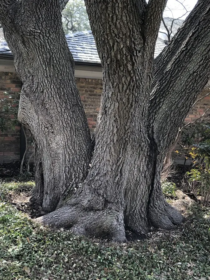Mature heritage tree close to a Essex property cared for by certified arborists